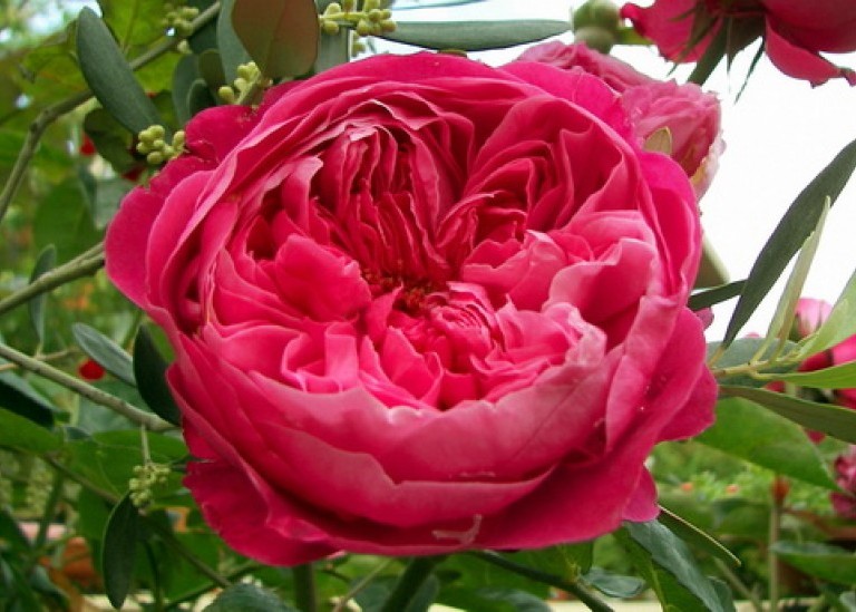 Пионовидная роза из фоамирана